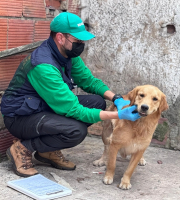 perro golden retriever en terraza, con humano examinándolo 